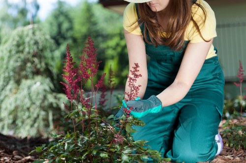Safe tree removal process in Wood Green